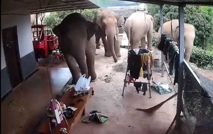 Hãi hùng đàn voi rừng “ghé thăm” nhà dân, làm một việc bất ngờ rồi bỏ đi