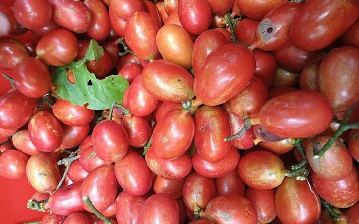 Loại quả xưa chín đầy không ai hái, giờ thành đặc sản được dân thành phố 'săn lùng' với 450.000/kg