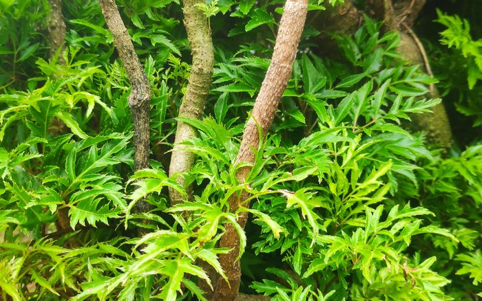 Loại cây mọc đầy ở vườn không mấy ai để ý nhưng lại là 'nhân sâm của người nghèo'