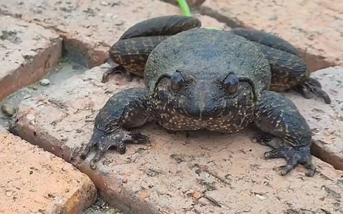 Đặc sản chỉ có ở Lạng Sơn nhìn ghê nhưng thịt ngon, ai may mắn mới mua được, 900.000 đồng/kg