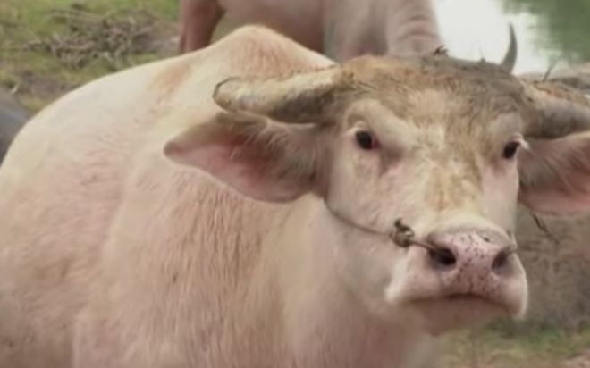 Người đàn ông sở hữu đàn trâu có màu da độc lạ, khách nườm nượp ghé tới xem