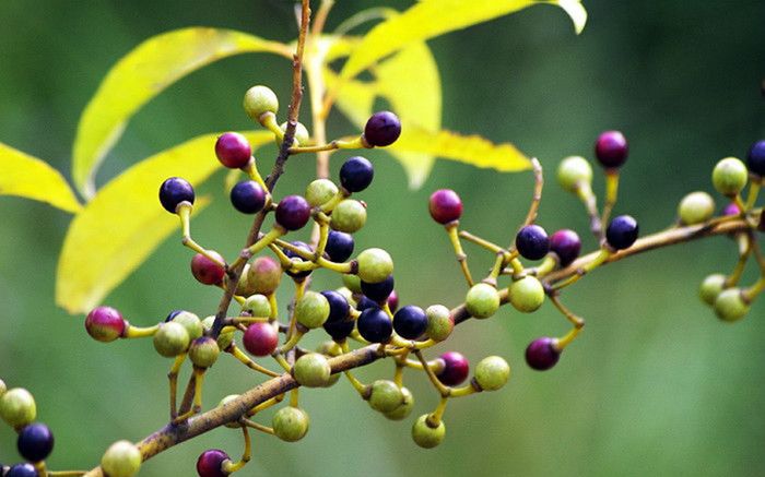 Loại quả xưa không ai biết giờ thành đặc sản hương vị lạ được 'săn lùng', 250.000 đồng/kg