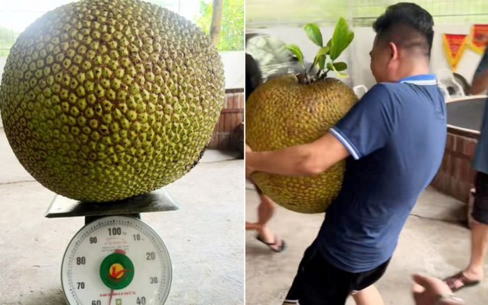 Mùi vị và hình ảnh bên trong quả mít 'khủng' 55kg ở Hải Dương ra sao?