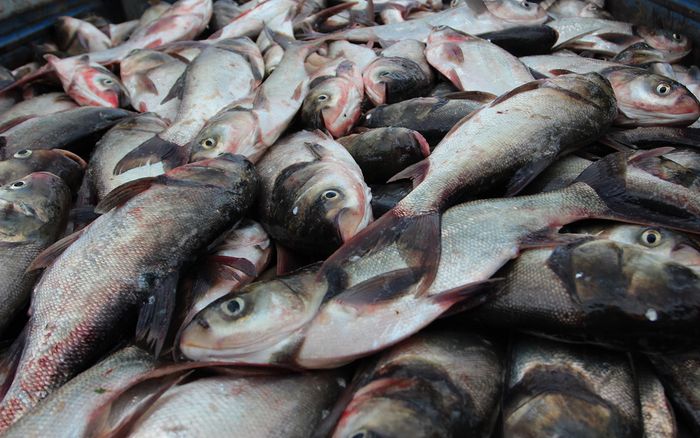 Loại cá xưa đầy không ai ăn vì quá tanh, giờ thành đặc sản được nhiều người thích, 70.000 đồng/kg