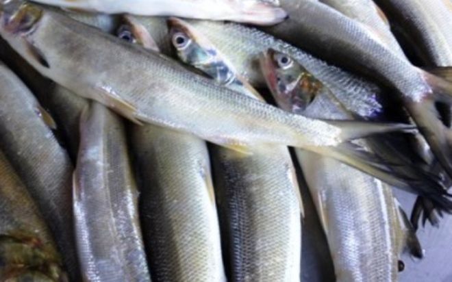 Loại cá xưa đầy ít người biết, giờ thành đặc sản ăn một lần nhớ cả đời, 300.000 đồng/kg