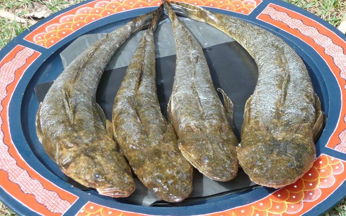 Loại cá xưa đầy ít người ăn, giờ thành đặc sản được ưa chuộng đến lạ, 320.000 đồng/kg