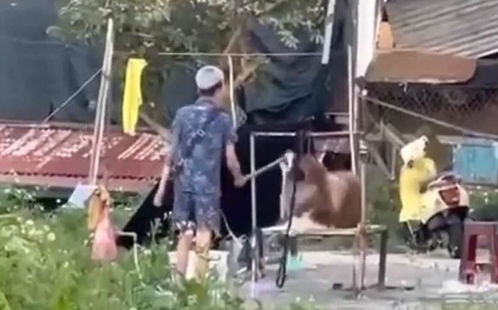 Thông tin mới nhất vụ chú chó bị đánh đập dã man ở Đà Lạt