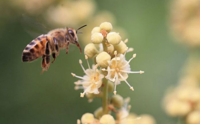 Đặc sản trứ danh Hưng Yên vừa thơm ngọt vừa tốt cho sức khoẻ, 400.000 đồng/lít