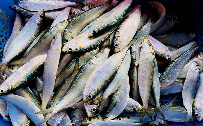 Loại cá xưa đầy ít người ăn, giàu Omega ngang cá hồi nhưng chẳng ai biết rồi bỏ qua