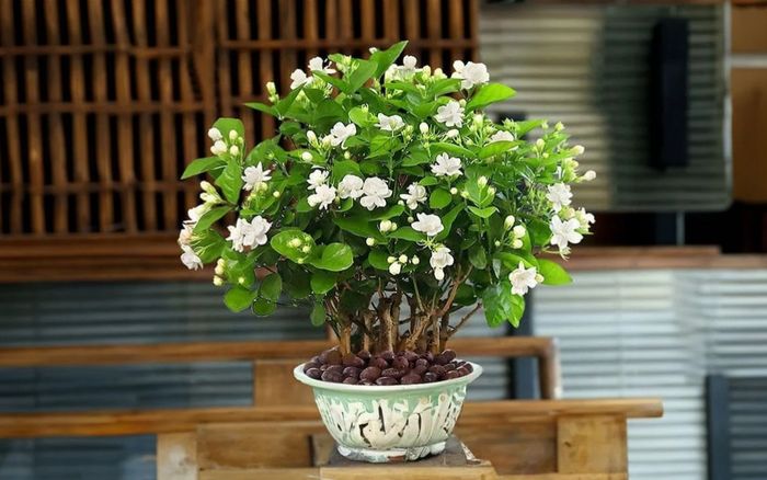 Muốn cây nhài nở hoa trắng và thơm hương ngào ngạt, chỉ cần tưới ngay 2 loại nước này