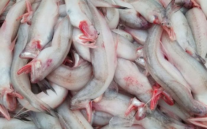 Loại cá xưa đầy ít ai biết, giờ thành đặc sản được lùng mua ráo riết vì lạ, 250.000 đồng/kg