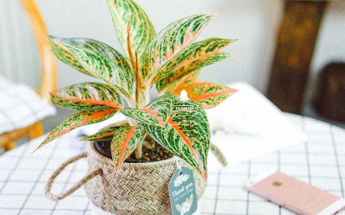 3 loại cây giúp gia đình làm ăn vượng phát, tài lộc như nước, chỉ 200.000 đồng/cây