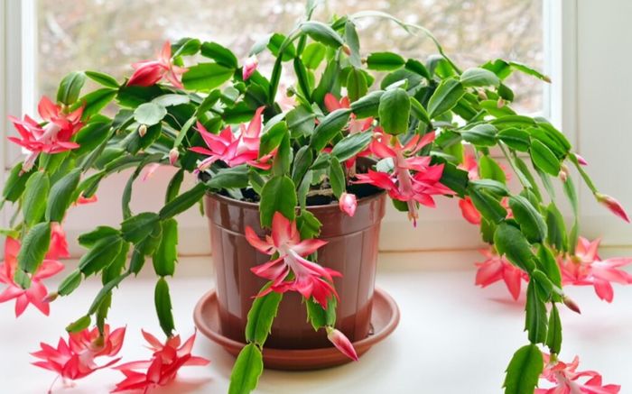 Loại hoa nở quanh năm, không cần chăm bón, giúp cho gia chủ vượng tài, chỉ 150.000 đồng/cây