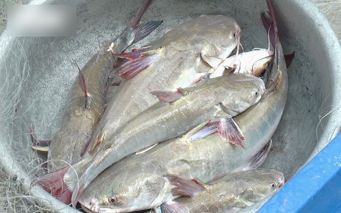 Loại cá tên sỗ sàng xưa đầy chẳng ai biết, giờ thành đặc sản muốn ăn phải đến nơi này, 200.000 đồng/kg