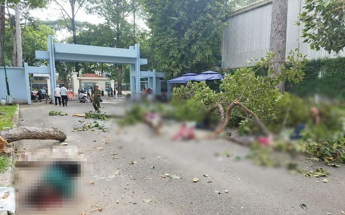 Cành cây rơi khiến 2 người đi tập thể dục trong công viên Tao Đàn tử vong