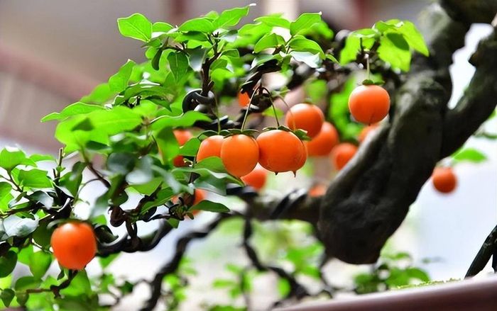 Trồng 3 cây này sẽ rước tài lộc về nhà, nghèo khó cũng hóa giàu sang