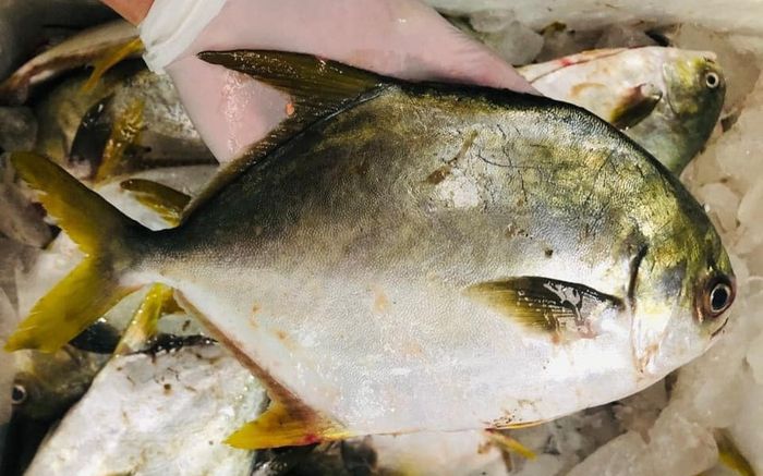 Loại cá xưa đầy ít ai biết, giờ thành đặc sản được dân sành ăn mê mệt vì ngon bổ, 200.000 đồng/kg
