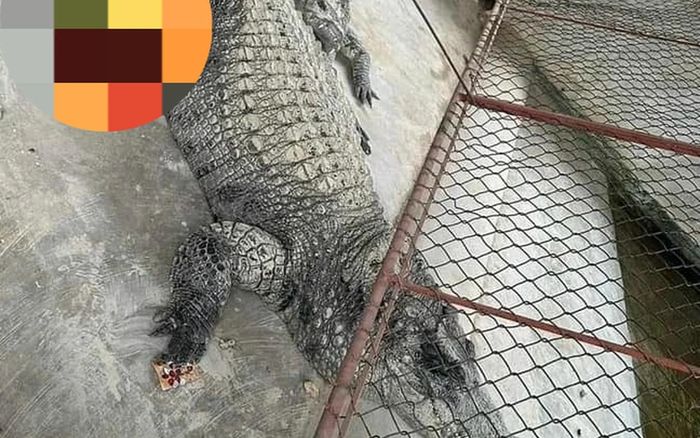 Xôn xao clip hai con cá sấu sổng chuồng, bơi trên sông ở Yên Bái