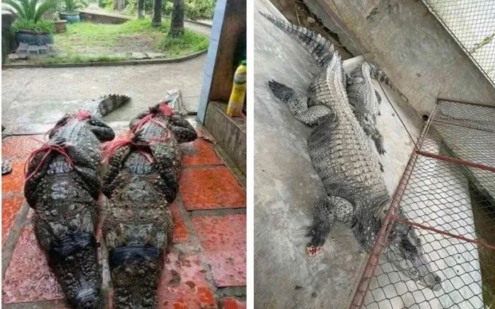 Đã bắt 2 cá sấu nặng hơn 100kg sổng chuồng trong lũ ở Yên Bái