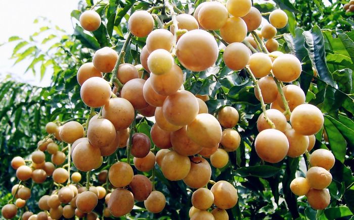 Loại quả xưa chín rụng không ai ăn, giờ thành đặc sản được thành thị ưa chuộng, 70.000 đồng/kg