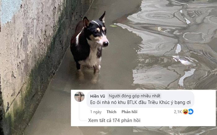 Chú chó 'tổng tài' đi lạc trong lũ gây sốt mạng xã hội hiện tại ra sao?