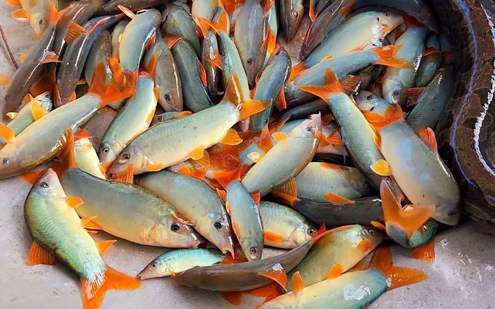 Loại cá xưa đầy giờ thành đặc sản hiếm, chỉ có trong nhà hàng cao cấp, 800.000 đồng/kg