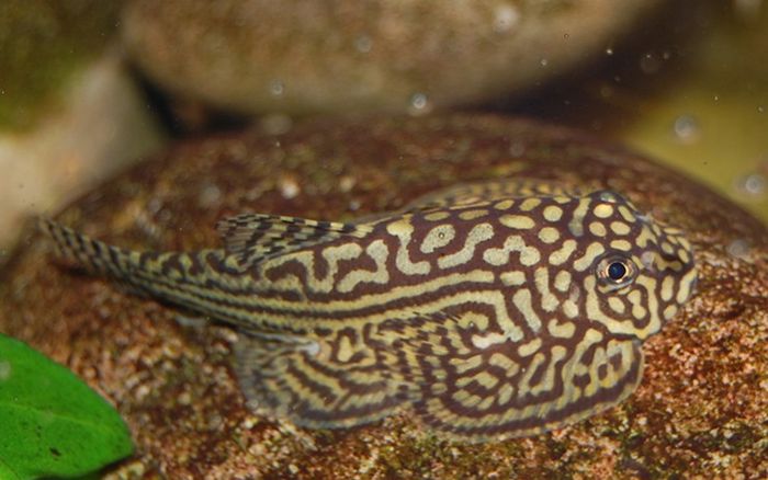 Loài cá xấu xí độc lạ chỉ sống trên núi cao, giờ thành đặc sản dân thành phố tìm đỏ mắt, 300.000 đồng/kg