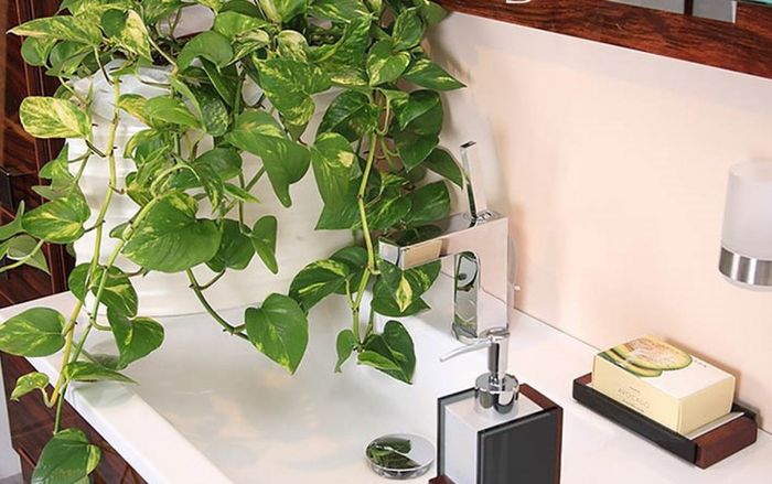 Đặt 4 loại cây này trong phòng tắm, tiền tiêu không hết, chỉ 80.000 đồng/cây