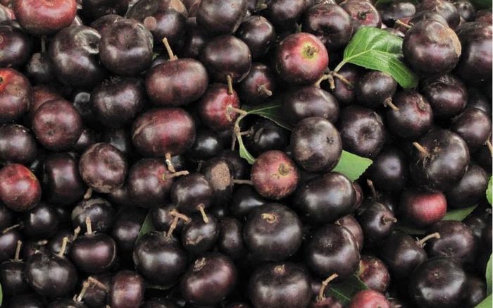 Loại quả xưa chín rụng không ai ăn, giờ thành đặc sản được ưa chuộng nhưng hiếm, 80.000 đồng/kg