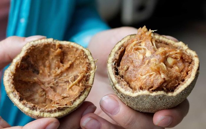 Loại quả xưa chín rụng không ai ăn, giờ thành đặc sản được ưa chuộng vì bổ dưỡng, 100.000 đồng/kg