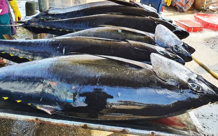 Loại cá xưa ít ai biết, giờ thành đặc sản được dân sành ăn 'lùng mua', 250.000 đồng/kg