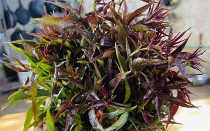 Loại rau xưa làm hàng rào, giờ thành đặc sản xuất hiện trong thực đơn nhà hàng, 90.000 đồng/kg