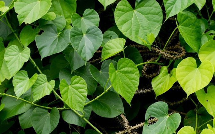 Loài cây leo xưa mọc đầy vườn, giờ trở thành thuốc quý vừa bổ não vừa chống ung thư hiệu quả