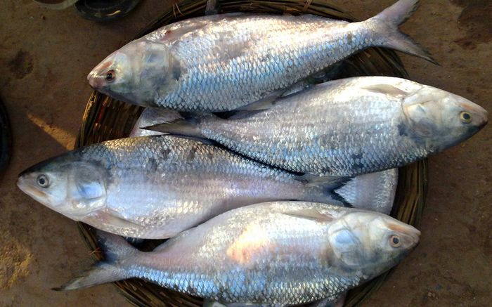 Loại cá xưa đầy, giờ thành đặc sản hiếm có tiền chưa chắc mua được, 600.000 đồng/kg