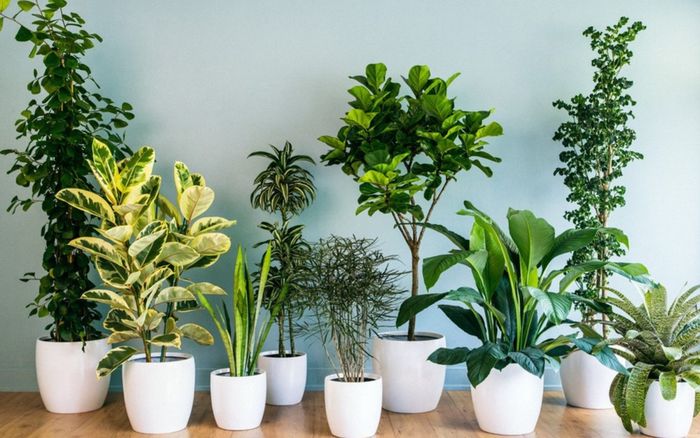 Tuyệt đối đừng để cây ở 3 vị trí này nếu bạn không muốn tài lộc hao mòn, vận may suy giảm