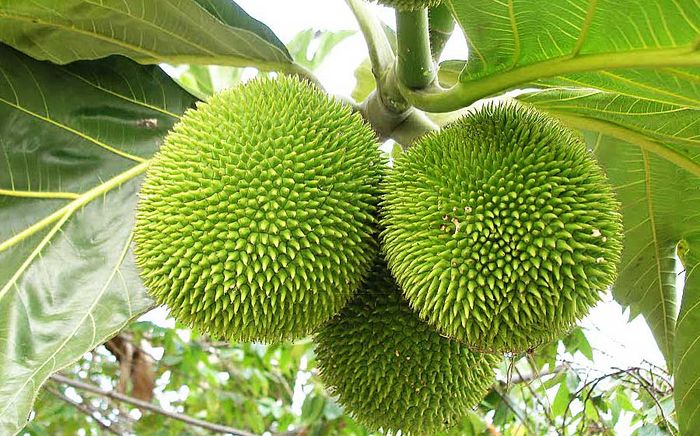 Loại quả xưa chẳng ai muốn ăn, giờ thành đặc sản được dân phố 'đổ xô' đi tìm, 70.000 đồng/kg