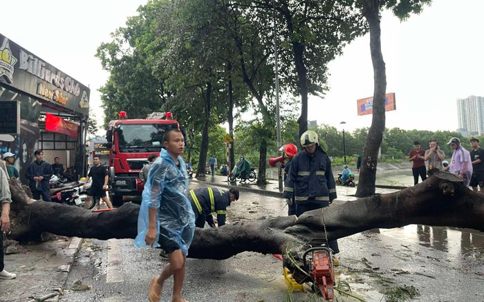 Hiện trường vụ cây bật gốc đè 2 người thương vong vì giông lốc bão Yagi