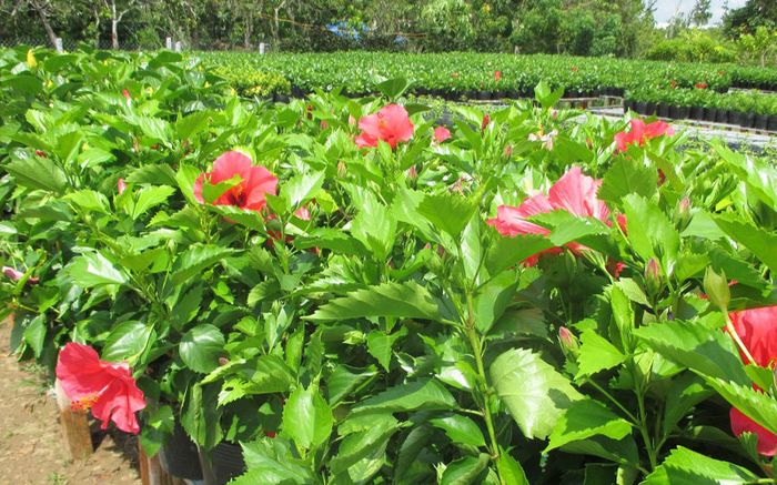 Loại lá xưa làm hàng rào không ai ăn, giờ thành đặc sản mang vị lạ, muốn mua không dễ