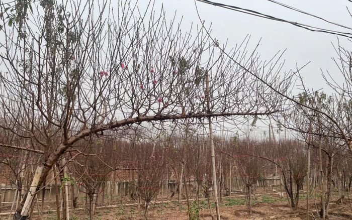 10 triệu đồng cho một cành đào huyền chơi Tết, khách tấp nập đến Nhật Tân hỏi mua