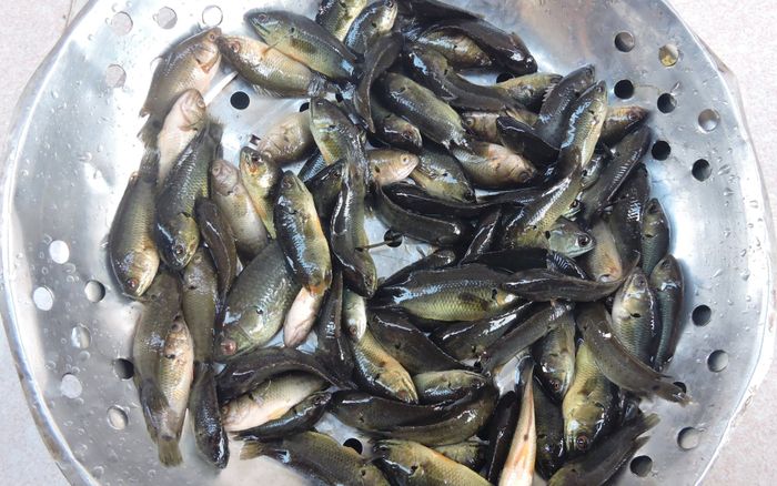 Loại cá nhỏ xíu là đặc sản miền Tây, rẻ nhưng không phải có tiền là mua được vì lý do đặc biệt