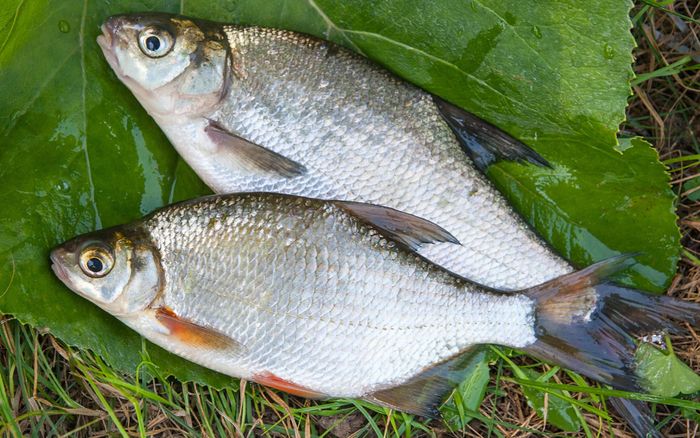 Loại cá sông bị chê vì mùi tanh nay là đặc sản miền Tây, kho với nghệ ăn 2 bát cơm vẫn còn thèm