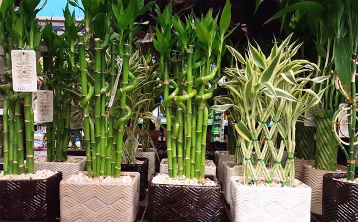 Đặt 5 loại cây này trong nhà, tiền bạc rủ nhau tìm tới