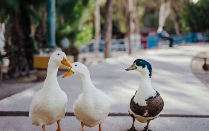 Bực tức vì một con vịt xiêm chắn đường, người đàn ông có hành động nhẫn tâm