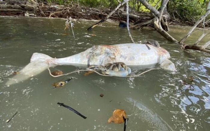 Xác sinh vật quý hiếm trôi dạt vào bờ biển, cảnh tượng sau đó khiến nhiều người đau lòng
