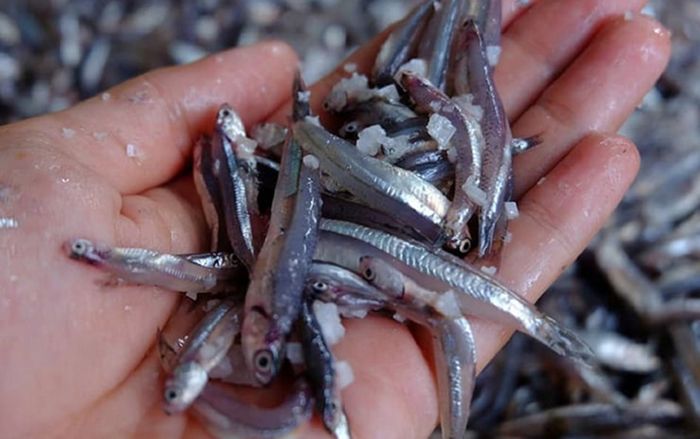 Loại cá biển bé tí là đặc sản miền Trung, mỗi năm chỉ có 1 mùa như 'lộc trời' được tranh nhau mua
