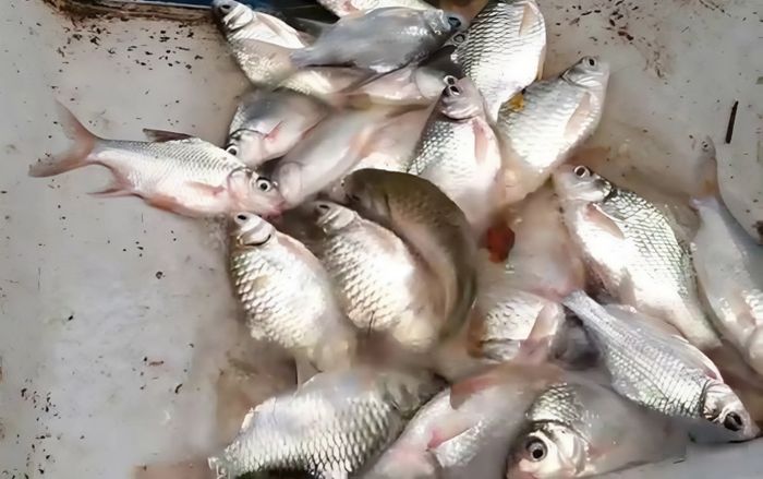 Loại cá đồng bị chê nhiều xương nay là đặc sản miền Tây, có tiền chưa chắc ăn được vì lý do đặc biệt
