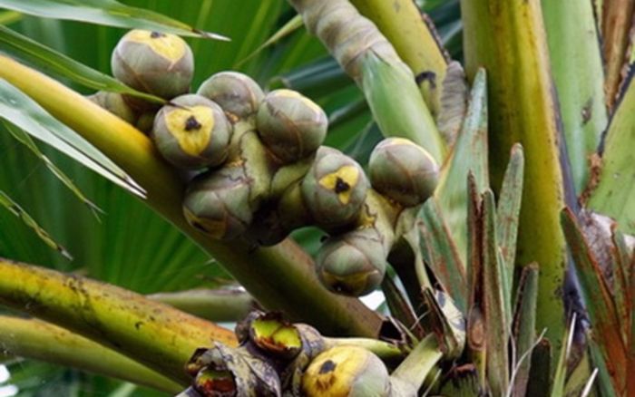 Loại quả đặc sản An Giang giống quả dừa, xưa rụng đầy gốc nay ở nước ngoài bán 2,5 triệu/túi