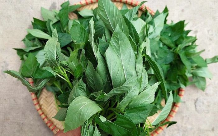 2 loại rau 'sạch nhất chợ' vì gần như không thuốc trừ sâu lại rất rẻ, gặp là mua ngay