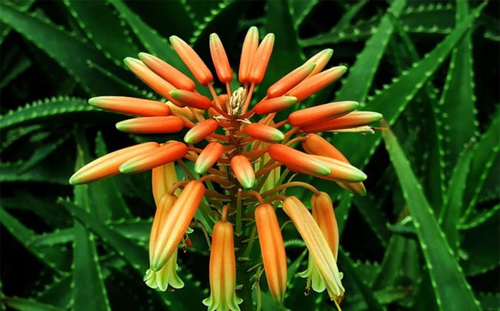 Khi 4 loại cây này nở hoa, gia chủ sắp được thần tài gõ cửa