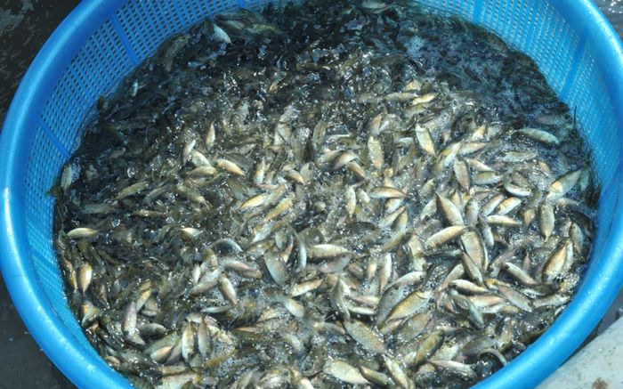 Loại cá ở Huế chỉ bán theo rổ, mỗi năm chỉ có một mùa